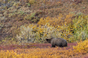 Grizzly Bear in Denali National park Alaska in Autumn