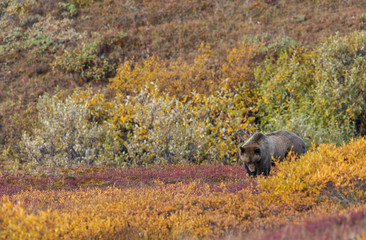 Grizzly Bear in Denali National park Alaska in Autumn