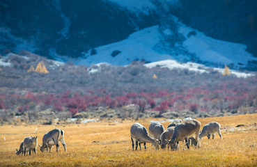 Brown sheeps are eating grass in meadow with Yellow pine forest in the background at Yading Nature Reserve, Sichuan, China