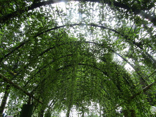 A beautiful natural view of Flowers Gate or Garden Door. View up high. Foliage plant on iron green color, leaf  vines dangle down