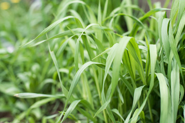 Fototapeta na wymiar Fresh beautiful green grass in the summer. Wheatgrass plant for texture. Elytrígia is a genus of the Cereals family. Selective Focus.