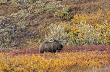 Grizzly Bear in Denali National park Alaska in Autumn