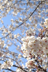 Obraz premium 2019spring