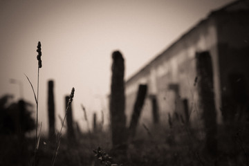 Lonely plant on an unfocused field