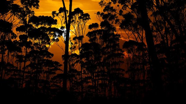 Amazon Rainforest on Fire, Amazonia Jungle at Sunset, Time Lapse with Red Sun and Dark Silhouette of Trees