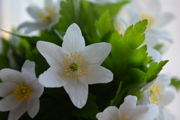 White wild anemone flowers on a light background. Delicate romantic spring composition. Postcard, congratulation.