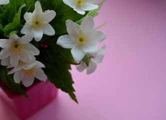 White anemone flowers on a pink background. Beautiful floral composition. Congratulation, postcard.