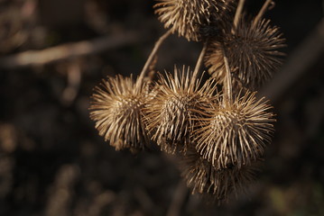 dry burdock seeds close up
