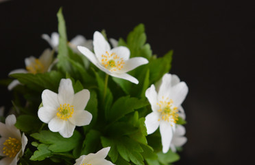 White anemone flowers against a dark background. Beautiful floral composition. Congratulation, postcard.