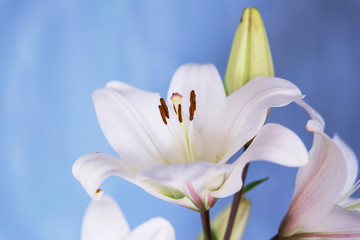 Large white lily on a blue wall background.