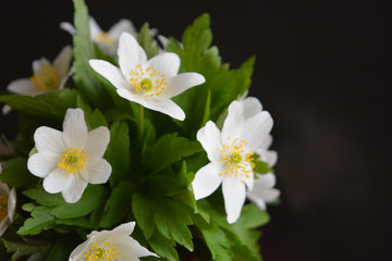 White anemone flowers against a dark background. Beautiful floral composition. Congratulation, postcard.