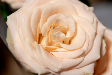 Beautiful white rose flower close-up
