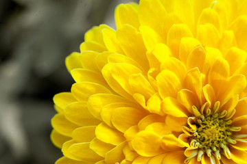 closeup beautiful yellow chrysanthemum flower in the garden, flower background