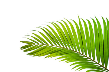 Fototapeta premium leaves of coconut isolated on white background
