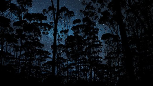 Amazon Forest, Time Lapse By Night with Trees, Stars and Milky Way in Background