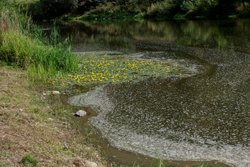 tiny yellow flowers aquatic plants on the river surface in summer