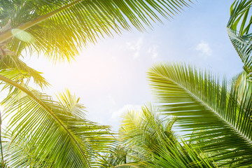 Fototapeta premium tropikalny liść palmowy tło, palmy kokosowe widok perspektywiczny