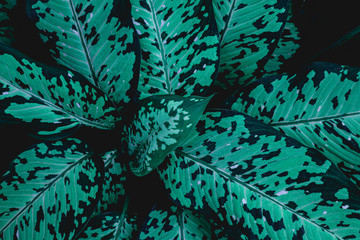 abstract green leaf texture, nature background, tropical leaf