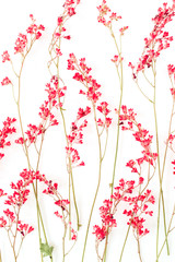 Red wildflowers pattern on white background.
