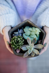 Tiny succulents in concrete pot.
