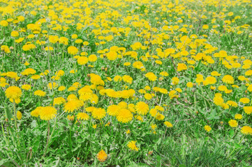 A lawn where many dandelion flowers bloom. Medicinal herbs.