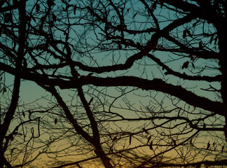 Tree branches silhouette at gradient blue and yellow sky background