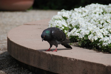 Pigeon