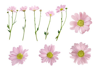 Fototapeta premium Set of pink daisy flowers heads and stems isolated on white background. Fresh floral design elements