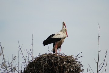 Fototapeta premium Storks