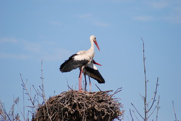 Fototapeta premium Storks