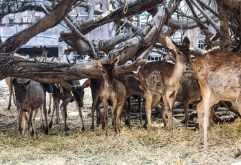 Brow-antlered deer