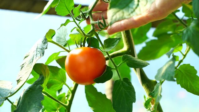 Close up of woman hand touching and analysing fresh, red, and ripe tomatoe 