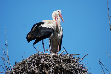 Fototapeta premium Storks