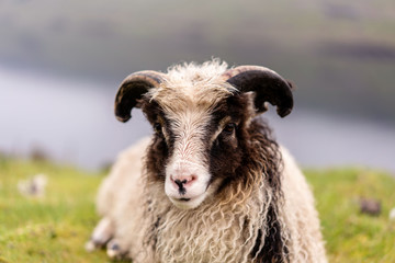 Fototapeta premium Close-up portray photo of Faroese baby sheep.