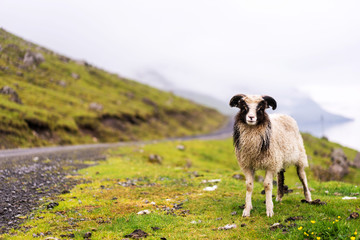 Cute baby sheep standing on roadside. Faroe islands, Denmark.