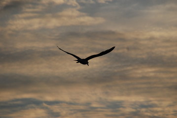 seagull