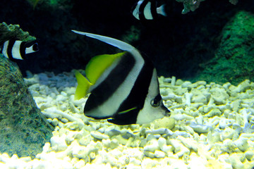 水底で一緒に泳ぐシマシマ仲間　ハタタテダイとヨスジリュウキュウスズメダイ