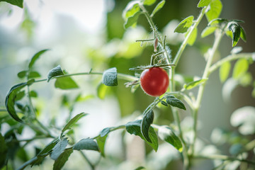 Ripe decorative tomato stands in a pot on the window of a house