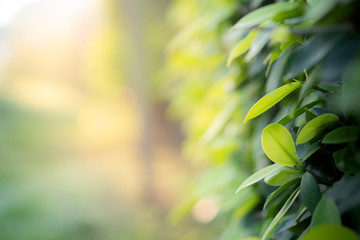 Closeup beautiful view of nature green leaves on blurred greenery tree background with sunlight in public garden park. It is landscape ecology and copy space for wallpaper and backdrop.
