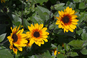 Close up of a flower border with the colouful flowering Sunflower 'Brown Eyed Girl'