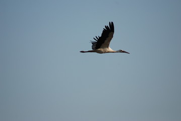 Flying Stork