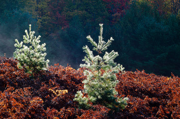 550-52 Pine Frost & Ferns