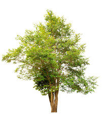 Fototapeta premium Green Tree isolated on white background with clipping path, used for your design, advertising and montage