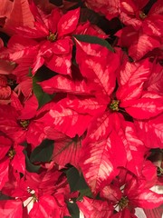 Red And Pink Poinsettia, Close Up
