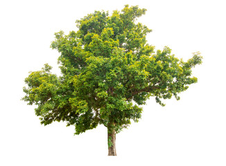 Green Tree isolated on white background with clipping path, used for your design, advertising and montage