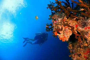 Fototapeta na wymiar Scenis underwaterphoto from a scuba dive at Phi Phi Islands in Thailand. 