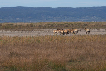 Przewalski-Pferde am Neusiedler See