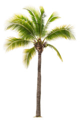 The beautiful of coconut tree and branches isolated on white background with clipping path, tropical tree for decorations and advertisements