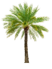 The beautiful of palm tree and branches isolated on white background with clipping path, tropical tree for decorations and advertisements