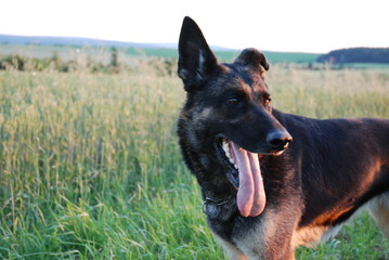 German Shepherd Dog